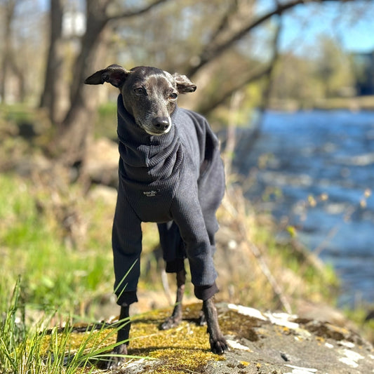 Italian Greyhound wearing black FROST jumpsuit – front view