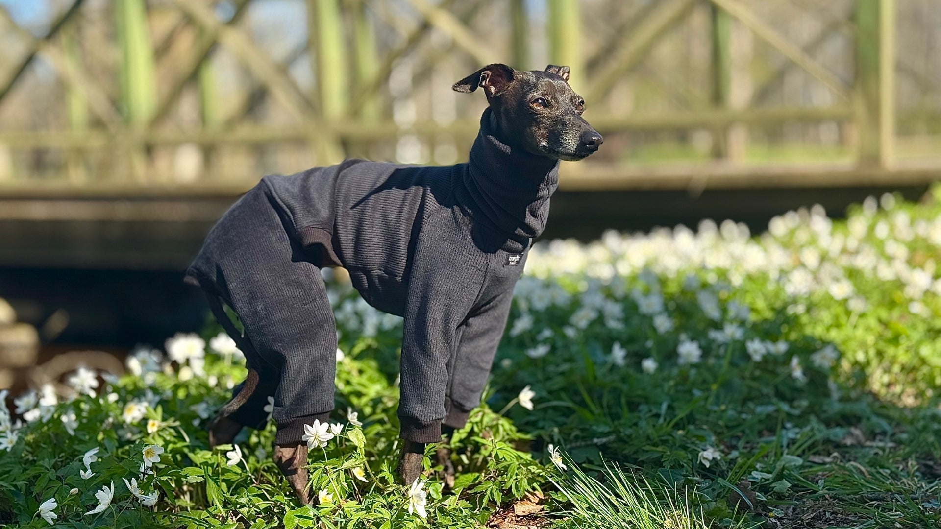 Italian Greyhound wearing handmade black FROST Jumpsuit, Nordic sighthound clothing from Sweden