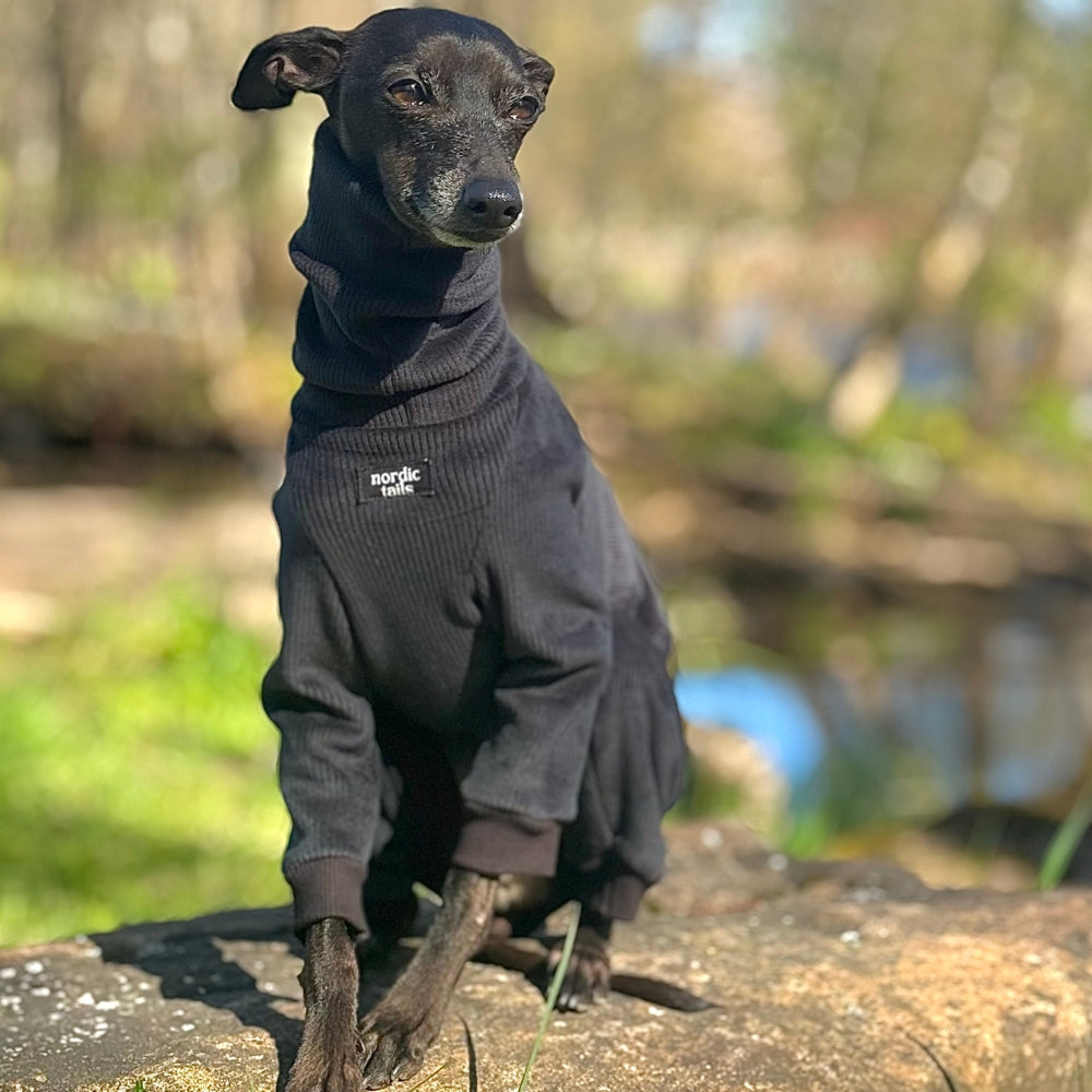 Italian Greyhound wearing black FROST jumpsuit while sitting – front view