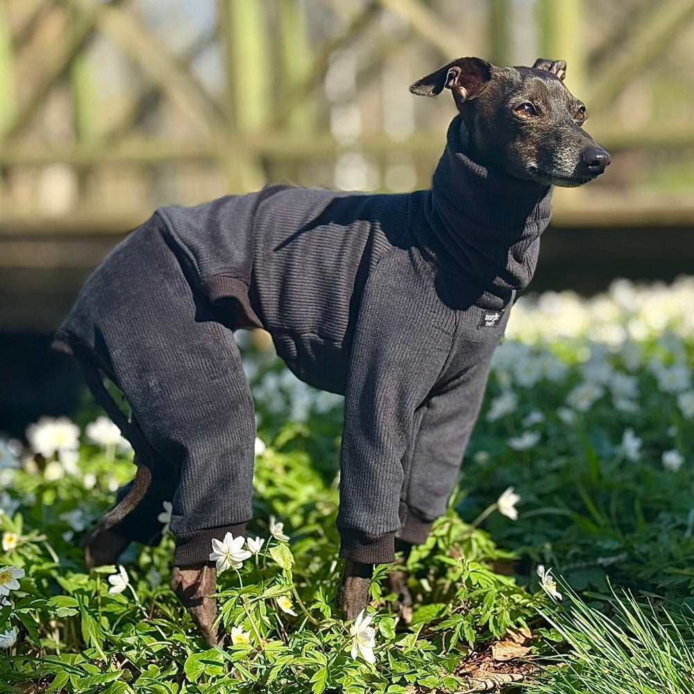 Italian Greyhound in black jumpsuit from side during spring walk