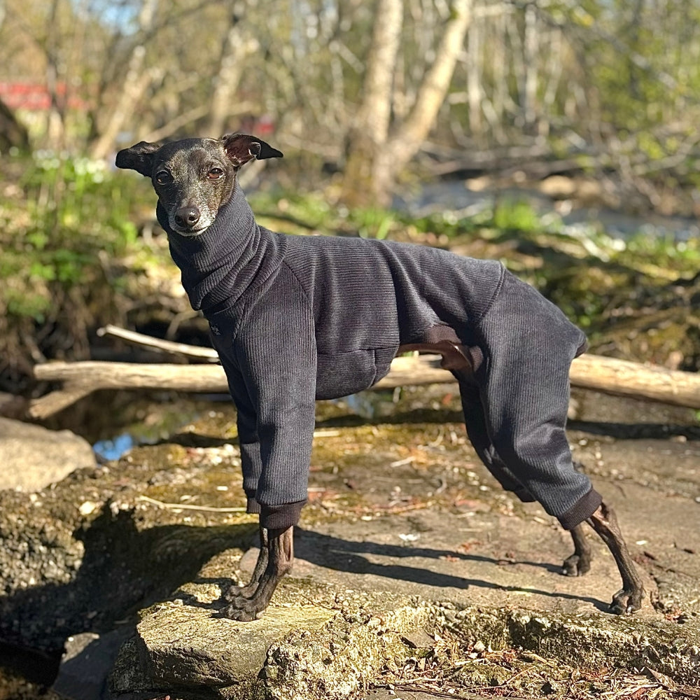 Side profile of Italian Greyhound in black winter jumpsuit